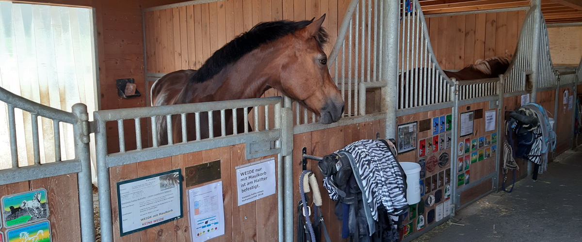 Pferdeboxe