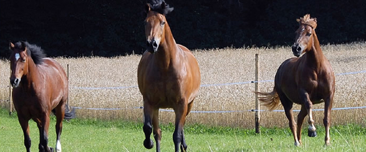 Pferde auf der Wiese